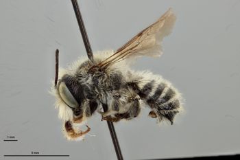 Media type: image;   Entomology 592380 Aspect: habitus lateral view